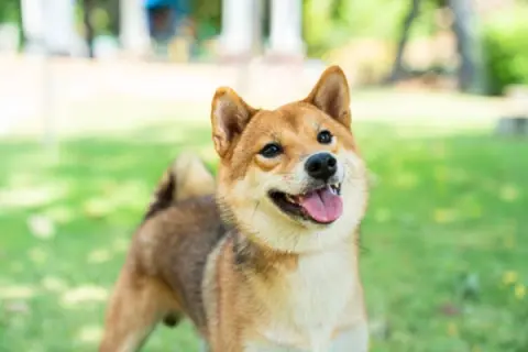 その植物、実は危険かも？愛犬の安全を守る「ドッグ・セーフ・ガーデニング」の鉄則